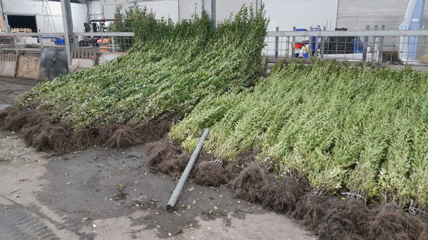 Banner image for: <h2>BLOTE WORTEL HAGEN</h2>