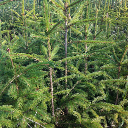 Fijnspar kerstbomen op het teeltveld – Picea abies