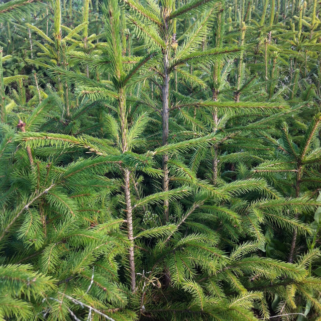 Fijnspar kerstbomen op het teeltveld – Picea abies