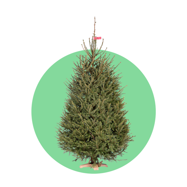 Fijnspar kerstboom gezaagd – traditionele Picea abies kerstboom