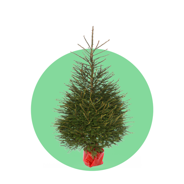 Fijnspar kerstboom in pot – Picea abies