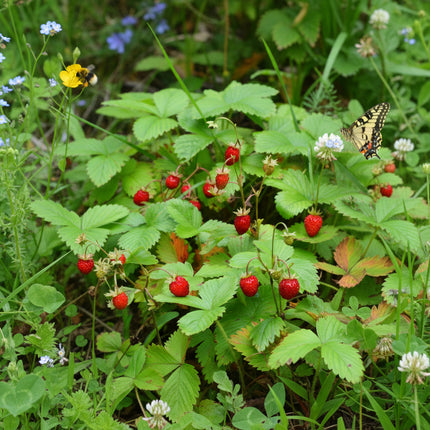 Bosaardbei - fragaria-vesca- in biodiverse tuin.
