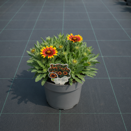 Gaillardia aristata Kokardebloem met geel-rode bloemen in P17 pot op kwekerij