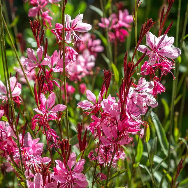 Rijkbloeiende prachtkaars ‘Siskiyou Pink’ met talloze roze bloemen die elegant bewegen boven het blad in een zonnige border.