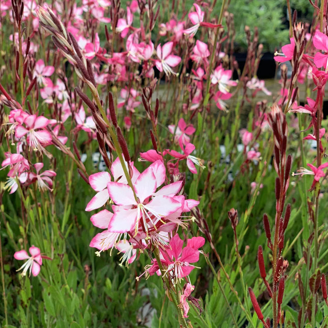 Bloeiende prachtkaars ‘Graceful Pink’ met talrijke roze bloemen die speels boven het blad dansen in de zomertuin.