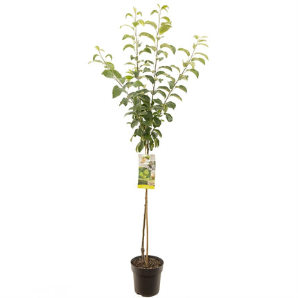 Malus domestica Granny Smith - Groene appel halfstam