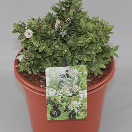 Hebe albicans - Struikveronica