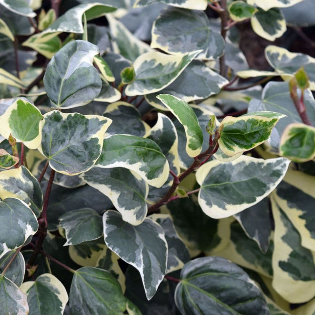 Close-up van het grote, groen met crèmewit bontgekleurde blad van Hedera algeriensis ‘Gloire de Marengo’, met brede lichte bladranden.