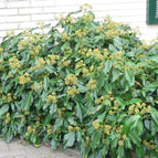 Hedera colchica 'Fall Favourite' - Kaukasische Struikklimop   Tuinplantenloods