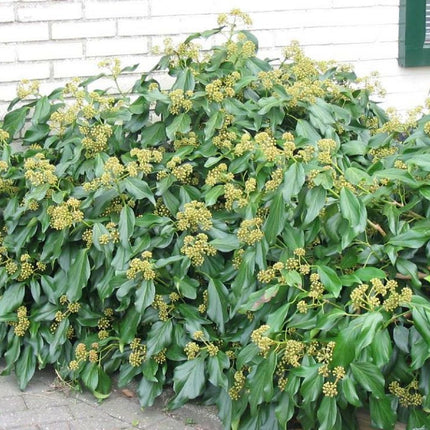 Hedera colchica ‘Fall Favourite’ in struikvorm, met breed uitgroeiende takken en groot, leerachtig donkergroen blad.
