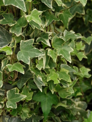 Close-up van het bonte blad van Hedera helix ‘Eva’, met grijsgroen blad en crèmewitte randen.