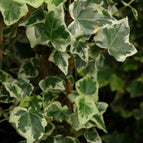 Hedera helix Marginata Elegantissima