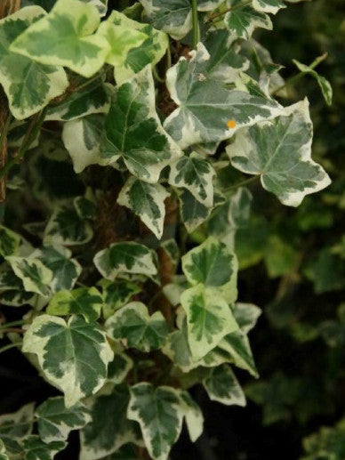 Close-up van het bonte blad van Hedera helix ‘Marginata Elegantissima’, met grijsgroen blad en crèmewitte randen.