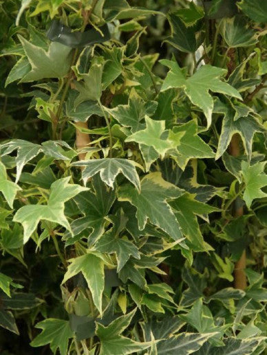 Close-up van het geelbonte blad van Hedera helix ‘Yellow Ripple’, met goudgele randen en donkergroen centrum.