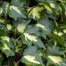 Afbeelding in Gallery-weergave laden, Hedera goldheart
