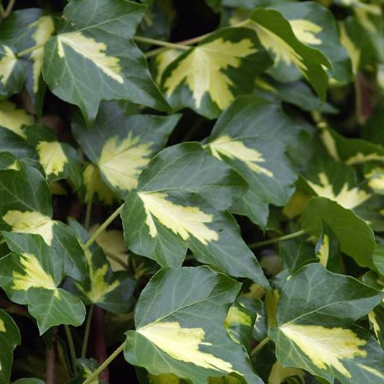 Hedera goldheart