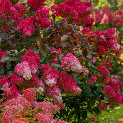 Hydrangea paniculata 'Wim's Red' - Rode Pluimhortensia op stam
