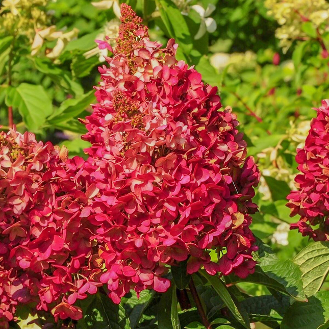 Detail van donkerrode pluimbloei van Hydrangea paniculata ‘Wim’s Red’