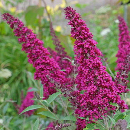 Close-up van de felroze bloempluim van Buddleja ‘Miss Ruby’, met talrijke kleine bloemetjes dicht op elkaar in volle bloei.