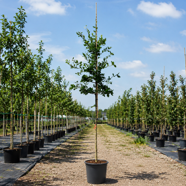 Inheemse Zomereik (Quercus robur) in pot voor biodiversiteit en natuurlijke tuinen