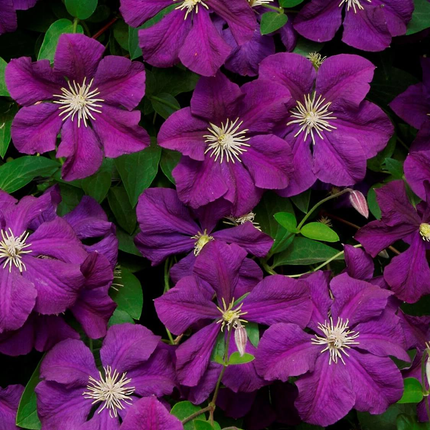 Clematis 'Jackmanii' - Paars/blauwe bosrank