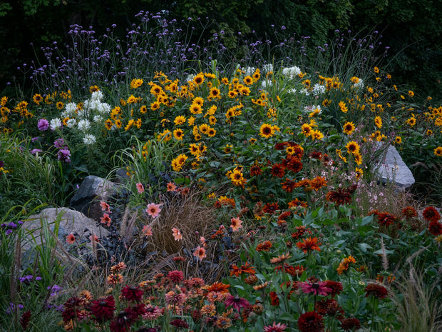 Banner image for: <h1>Geef je tuin kleur tot diep in het najaar</h1>