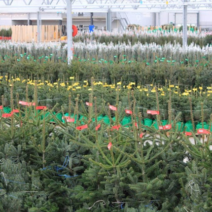 Grote voorraad kerstbomen geselecteerd voor verkoop en levering