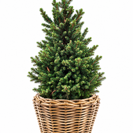 Picea abies Wills Zwerg kerstboom in natuurlijke Drypot rieten mand, gefotografeerd tegen een witte achtergrond.