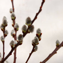 Afbeelding in Gallery-weergave laden, Salix cap. Kilmarnock op stam - Treurwilg
