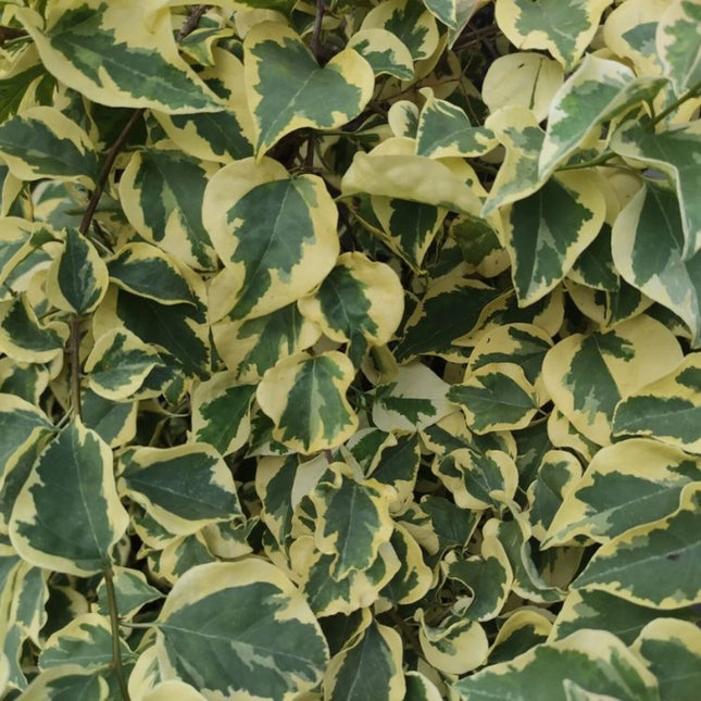 Close-up van het bonte blad van Hedera dentata variegata, met groen blad en crèmewitte randen en duidelijke nerven.