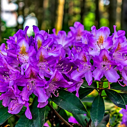 Rhododendron 'Marcel Menard'
