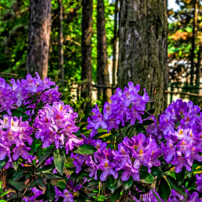 Rhododendron 'Marcel Menard'