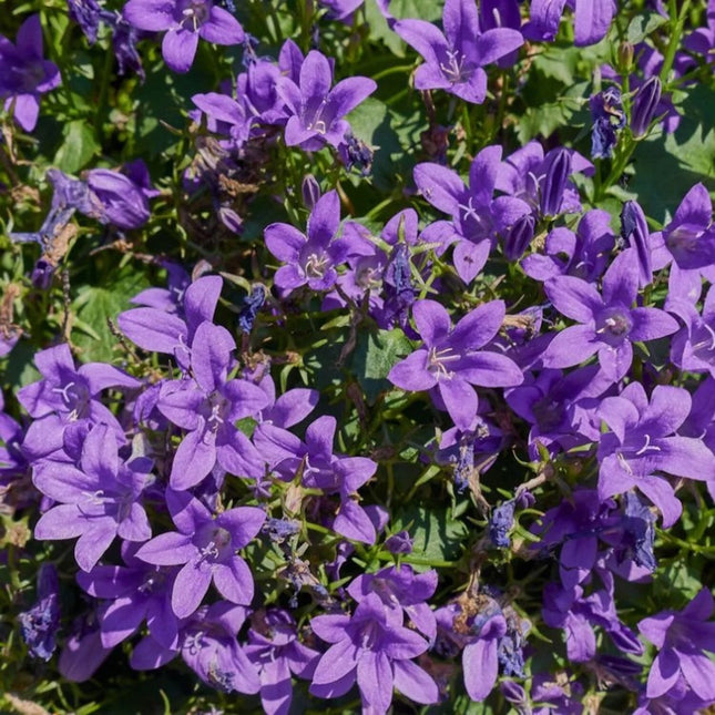 Campanula portenschlagiana in bloei met een tapijt van paarsblauwe bloemen over een compacte, groene plant.