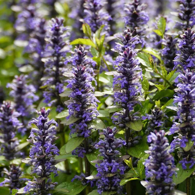 Ajuga reptans ‘Atropurpurea’ in bloei met blauwe bloemaren boven een dicht tapijt van donker blad.