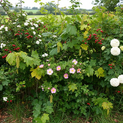 Inheems haagpakket Gelderland met meerdere haagplanten blote wortel of in pot