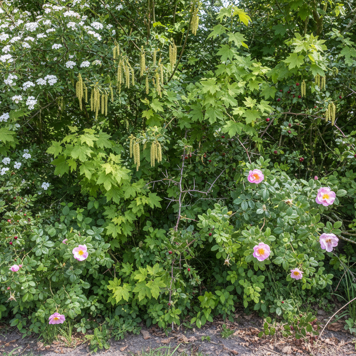 Planten