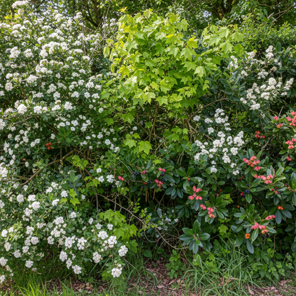Inheems haagpakket Flevoland met meerdere haagplanten blote wortel of in pot