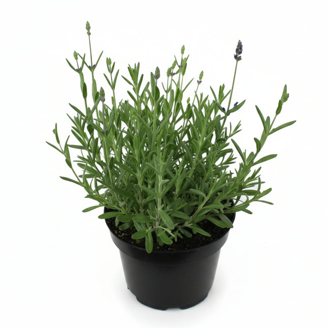 Lavandula angustifolia ‘Blue Scent’ jonge plant in pot met aromatisch grijsgroen blad, geschikt voor border, pot of rotstuin.