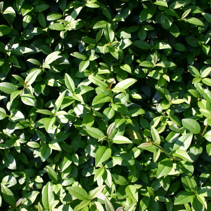 Ligustrum vulgare 'Atrovirens' - Ligusterhaag blote wortel