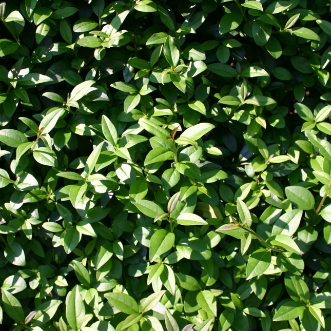 Ligustrum vulgare 'Atrovirens' - Ligusterhaag blote wortel