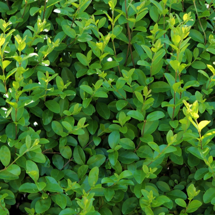 Ligustrum Ovalifolium - Wintergroene Ligusterhaag blote wortel