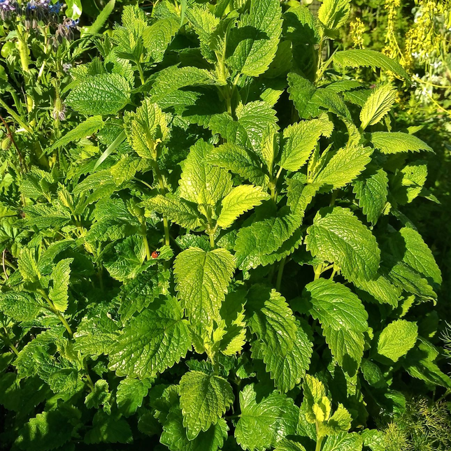 Melissa officinalis - Citroenmelisse