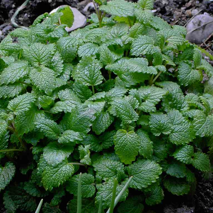 Melissa officinalis - Citroenmelisse