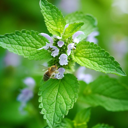 Melissa officinalis - Citroenmelisse