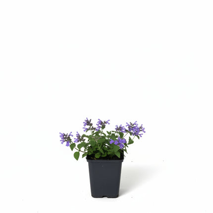 Nepeta ‘Six Hills Giant’ jonge plant in P9 pot met fris grijsgroen blad, geschikt voor border of als bodembedekker.