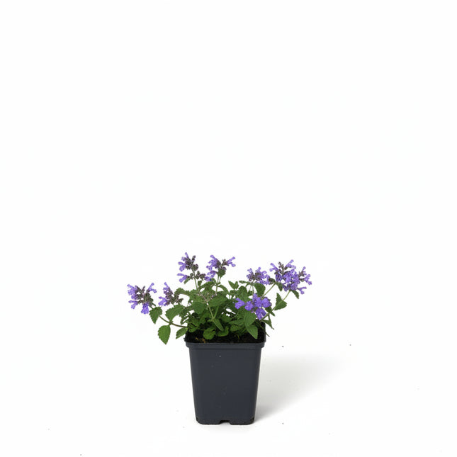 Nepeta ‘Six Hills Giant’ jonge plant in P9 pot met fris grijsgroen blad, geschikt voor border of als bodembedekker.