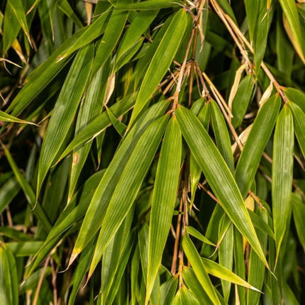 Close-up van Fargesia ‘Obelisk’ met smalle, diepgroene bladeren en rechtop groeiende bamboestengels.