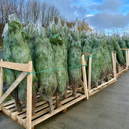 Nordmann kerstbomen ingepakt en klaar voor levering