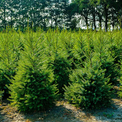 Nordmann kerstbomen op de kwekerij – volle groene kerstbomen