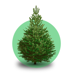 Gezaagde Nordmann kerstboom – Abies nordmanniana